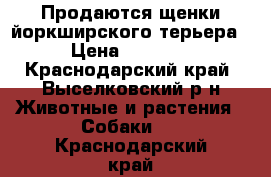 Продаются щенки йоркширского терьера  › Цена ­ 10 000 - Краснодарский край, Выселковский р-н Животные и растения » Собаки   . Краснодарский край